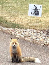 Red fox with a "Don't Mine Glenwood" yard sign