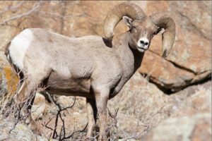 Carnero del borrego cimarrón de las Montañas Rocosas